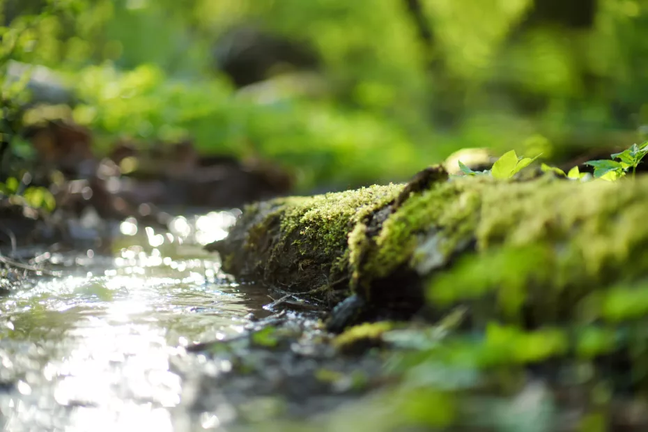 mouvement - nature - vie - yoga- albi